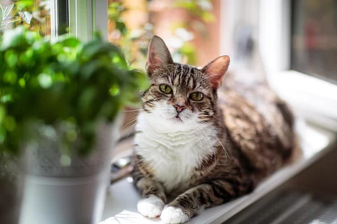 Eine Katze liegt auf einer Fensterbank und vor ihr steht eine Topfpflanze.