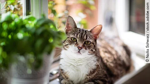 Eine Katze liegt auf einer Fensterbank und vor ihr steht eine Topfpflanze.