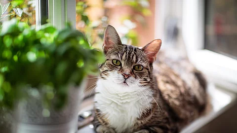 Cat in the Window Eine Katze liegt auf einer Fensterbank und vor ihr steht eine Topfpflanze.