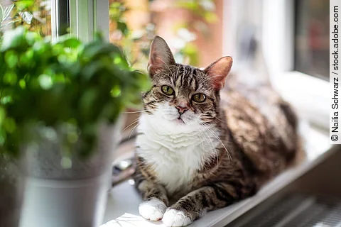 Eine Katze liegt auf einer Fensterbank und vor ihr steht eine Topfpflanze.
