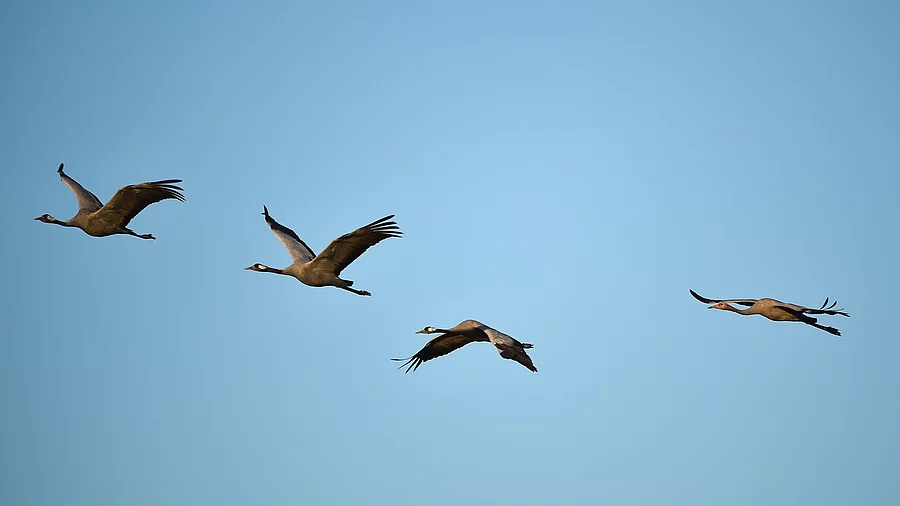 Aufnahme von einem Kranichflug. Vier ZUgvögel fliegen durch den Himmel. Der Himmel ist blau. Die Kraniche fliegen hintereinander