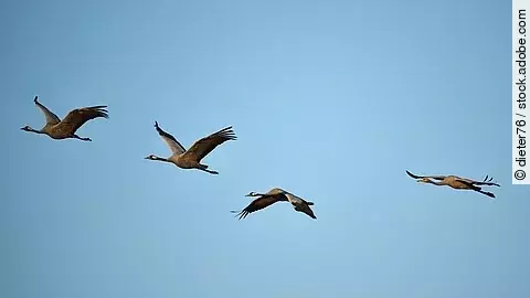 Aufnahme von einem Kranichflug. Vier ZUgvögel fliegen durch den Himmel. Der Himmel ist blau. Die Kraniche fliegen hintereinander