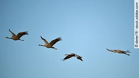 Kranichflug Aufnahme von einem Kranichflug. Vier ZUgvögel fliegen durch den Himmel. Der Himmel ist blau. Die Kraniche fliegen hintereinander