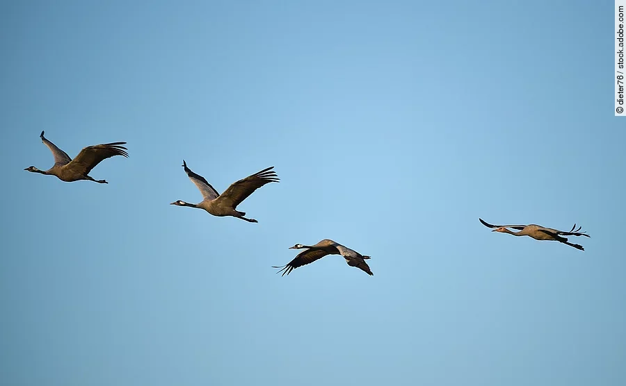 Aufnahme von einem Kranichflug. Vier ZUgvögel fliegen durch den Himmel. Der Himmel ist blau. Die Kraniche fliegen hintereinander