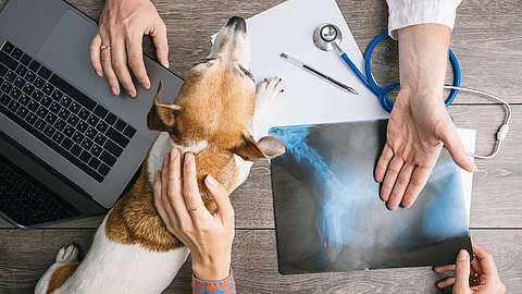 Arzt zeigt Hundebesitzer Röntgenbild, der Hund steht auf dem Tisch neben einem Laptop.