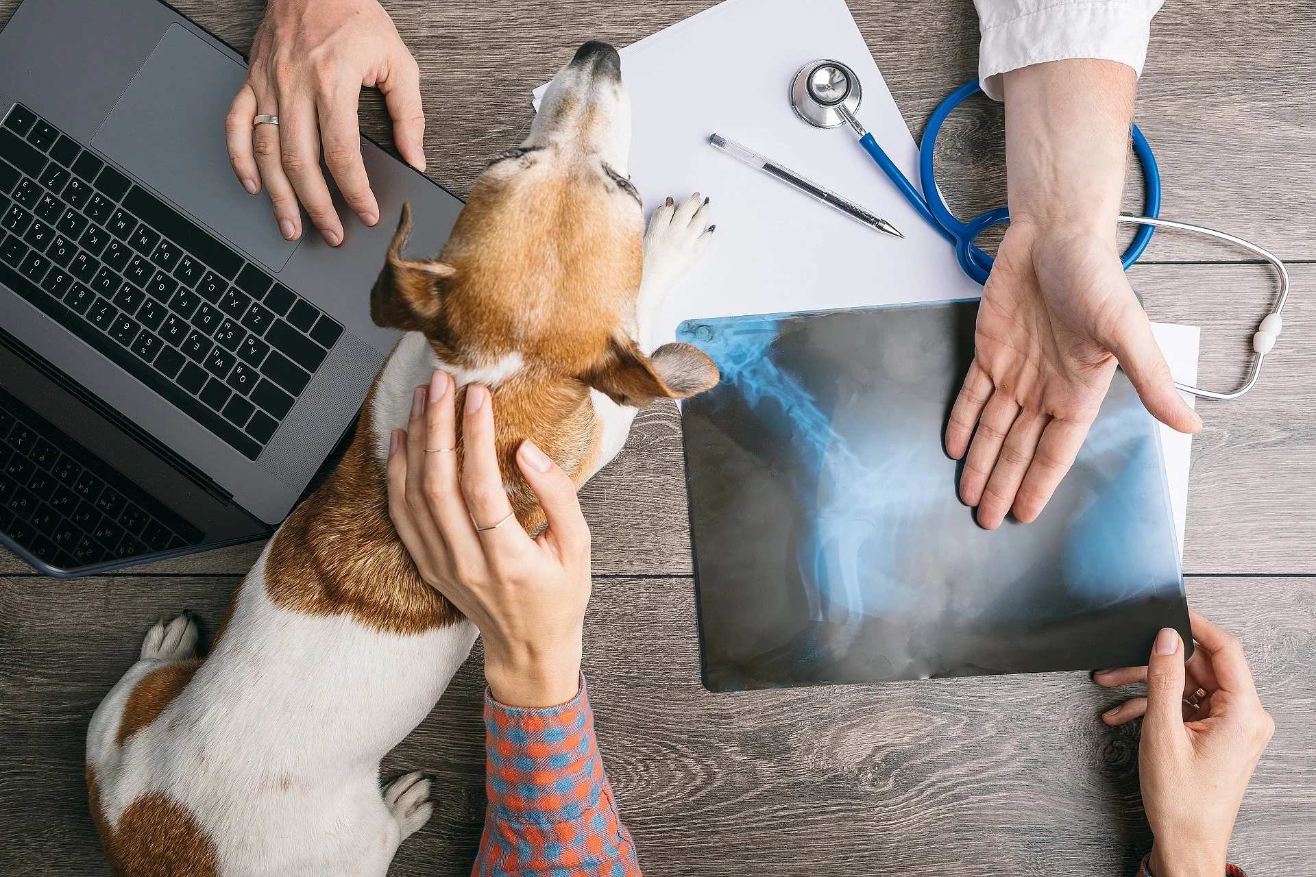 Arzt zeigt Hundebesitzer Röntgenbild, der Hund steht auf dem Tisch neben einem Laptop.