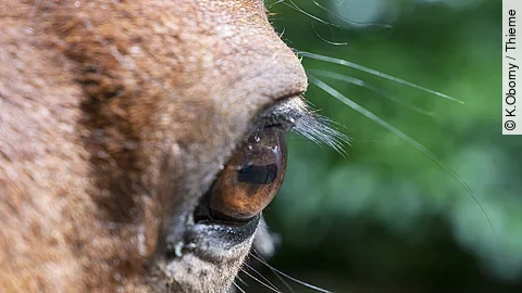Frontale Nahaufnahme von einem Pferdeauge.
