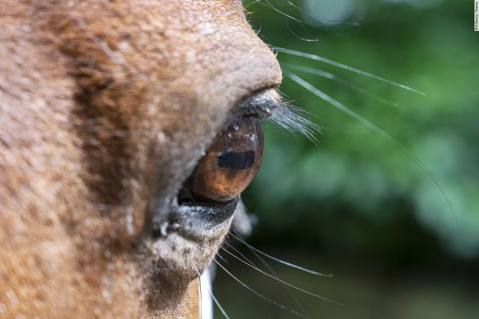 Frontale Nahaufnahme von einem Pferdeauge.