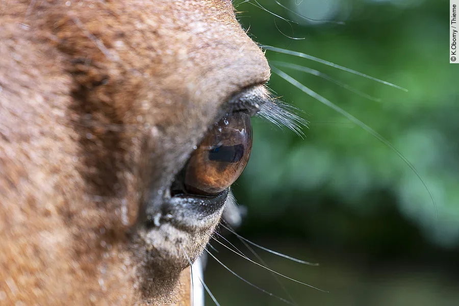 Frontale Nahaufnahme von einem Pferdeauge.