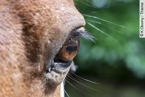 Frontale Nahaufnahme von einem Pferdeauge.