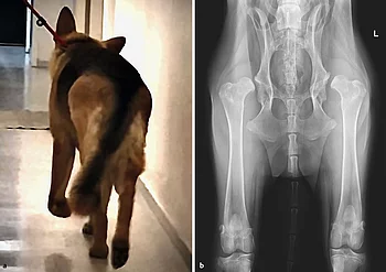 Deutscher Schäferhund