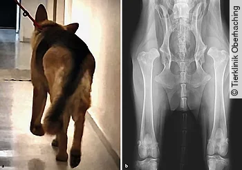 Deutscher Schäferhund