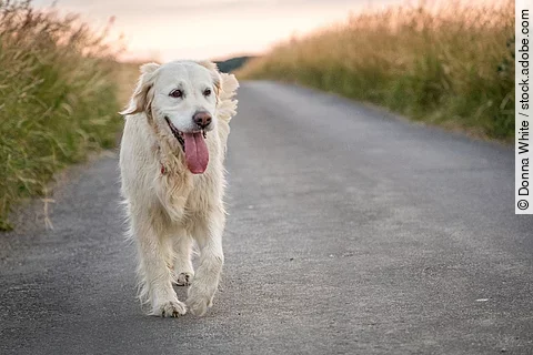 Ein fröhlicher Golden Retirever läuft über eine Feldstraße. Seitlich der Straße wächst hohes Gras. Der Hund hat helles Fell und trabt.
