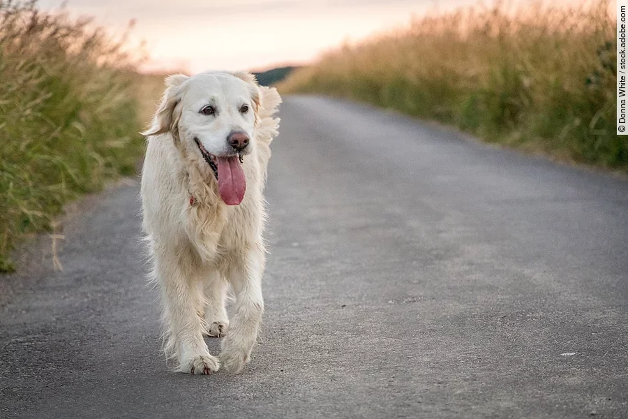 Ein fröhlicher Golden Retirever läuft über eine Feldstraße. Seitlich der Straße wächst hohes Gras. Der Hund hat helles Fell und trabt.
