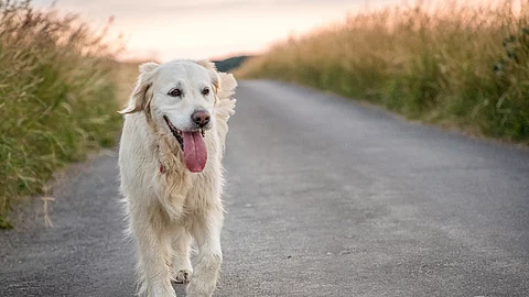 Ein fröhlicher Golden Retirever läuft über eine Feldstraße. Seitlich der Straße wächst hohes Gras. Der Hund hat helles Fell und trabt.