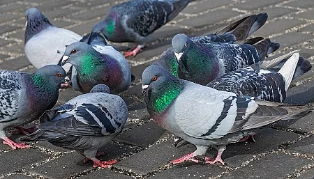 pigeon (Columba livia f. domestica) - urban bird