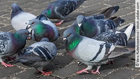 pigeon (Columba livia f. domestica) - urban bird