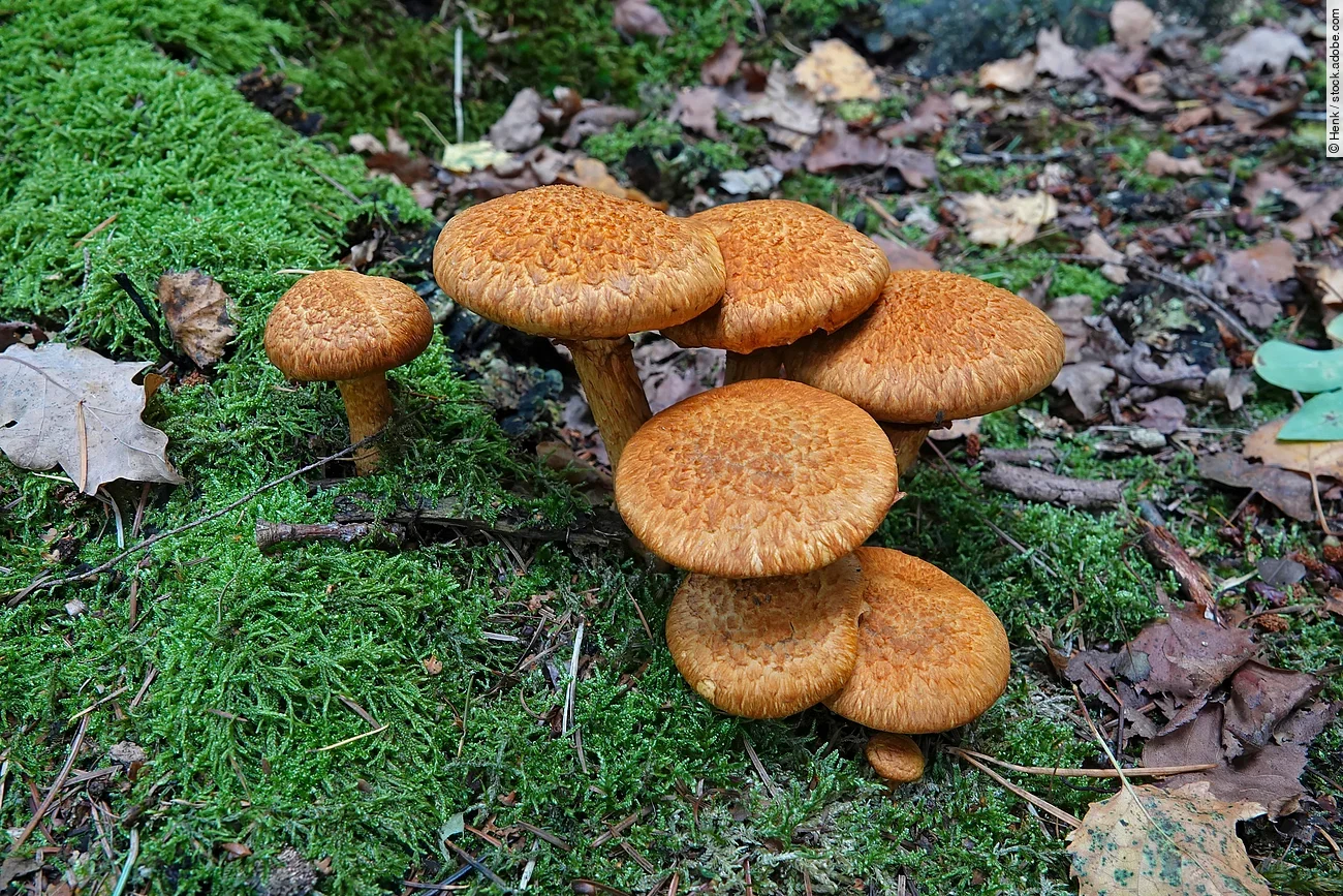 Eine Gruppe von Gymnopilus junonius wächst auf moosigem Boden eines Waldes.