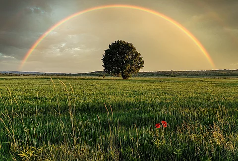 Auf einem grünen Getreidefeld steht mittig ein großer Laubbaum. Der Himmel sieht so aus als hätte es erst vor kurzem ein starkes Gewitter gegeben, doch nun ist ein großer Regenbogen zu sehen.