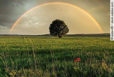 Auf einem grünen Getreidefeld steht mittig ein großer Laubbaum. Der Himmel sieht so aus als hätte es erst vor kurzem ein starkes Gewitter gegeben, doch nun ist ein großer Regenbogen zu sehen.