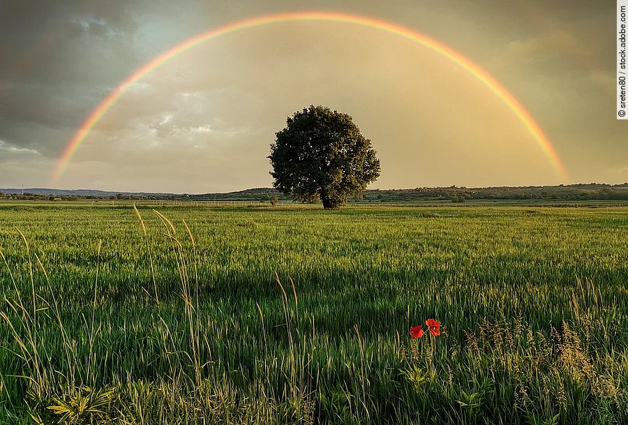 Auf einem grünen Getreidefeld steht mittig ein großer Laubbaum. Der Himmel sieht so aus als hätte es erst vor kurzem ein starkes Gewitter gegeben, doch nun ist ein großer Regenbogen zu sehen.