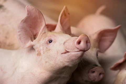 Small piglet waiting feed in the farm. Pigs indoor on a farm yar