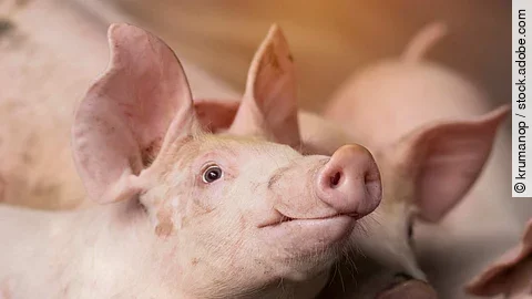 Small piglet waiting feed in the farm. Pigs indoor on a farm yar