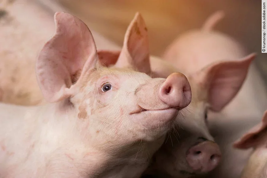Small piglet waiting feed in the farm. Pigs indoor on a farm yar