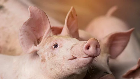 Small piglet waiting feed in the farm. Pigs indoor on a farm yar