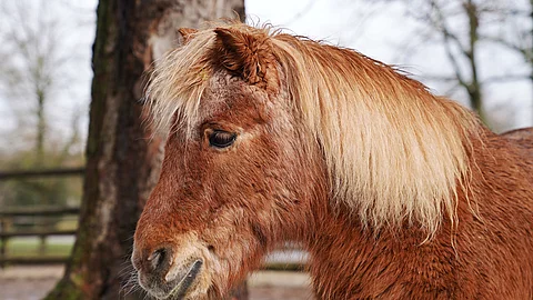 Pony mit Winterfell