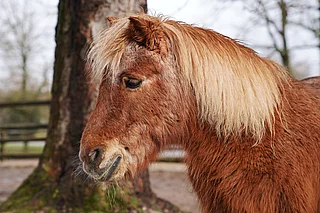 Pony mit Winterfell
