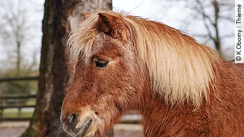 Pony mit Winterfell Pony mit Winterfell