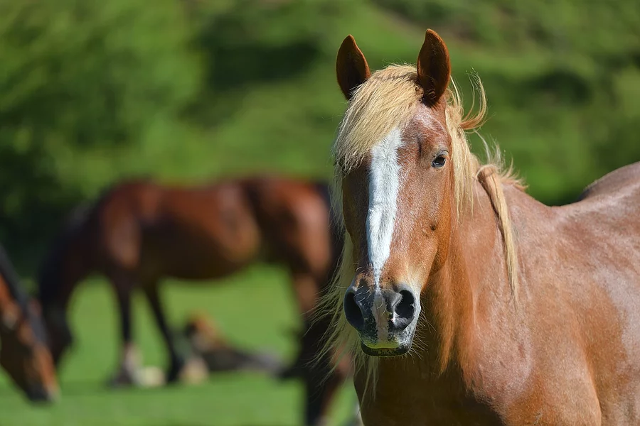 Ein Pferd mit weißer Blesse steht auf einer Weide. Es schaut aufmerksam mit gespitzten Ohren nach vorne. Im Hintergrund sind weitere braune Pferde zu erkennen. Das Pferd im Vordergrund ist ein Fuchs. 
