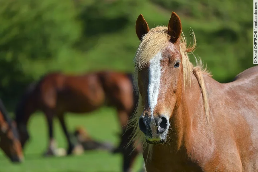 Wonderful close-up photo of light brown horse with another horse Ein Pferd mit weißer Blesse steht auf einer Weide. Es schaut aufmerksam mit gespitzten Ohren nach vorne. Im Hintergrund sind weitere braune Pferde zu erkennen. Das Pferd im Vordergrund ist ein Fuchs.
