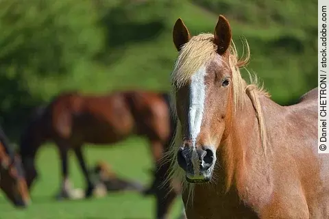 Ein Pferd mit weißer Blesse steht auf einer Weide. Es schaut aufmerksam mit gespitzten Ohren nach vorne. Im Hintergrund sind weitere braune Pferde zu erkennen. Das Pferd im Vordergrund ist ein Fuchs. 