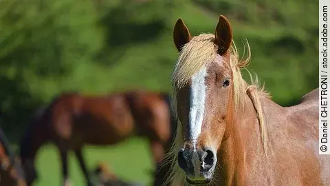 Ein Pferd mit weißer Blesse steht auf einer Weide. Es schaut aufmerksam mit gespitzten Ohren nach vorne. Im Hintergrund sind weitere braune Pferde zu erkennen. Das Pferd im Vordergrund ist ein Fuchs. 