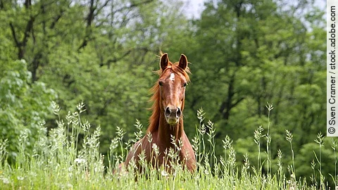 Ein Pferd galoppiert auf einer Wiese.