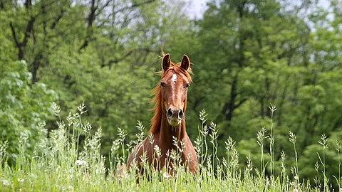 Ein Pferd galoppiert auf einer Wiese.