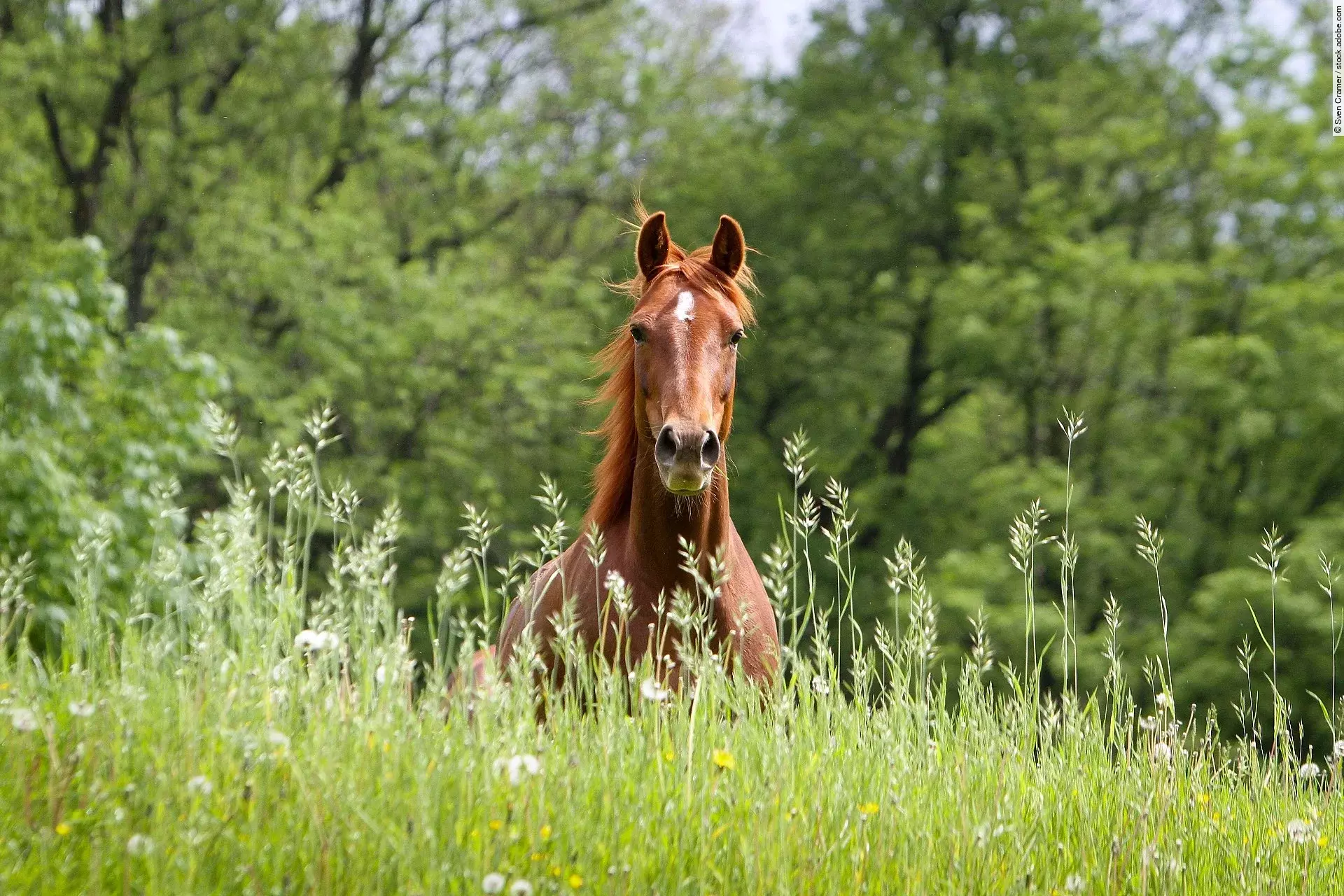 Ein Pferd galoppiert auf einer Wiese.
