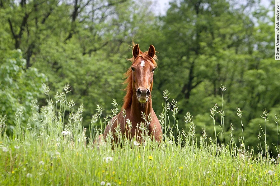 Ein Pferd galoppiert auf einer Wiese.