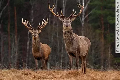 Zwei Rothirsche stehen in einem Wald.