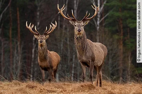 Zwei Rothirsche stehen in einem Wald.