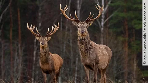 Zwei Rothirsche stehen in einem Wald.