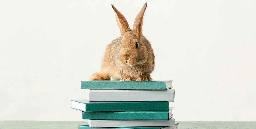 Kaninchen auf Büchern Kaninchen auf Büchern