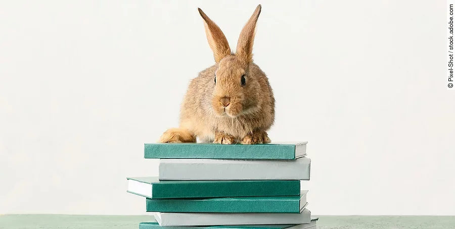 Kaninchen auf Büchern