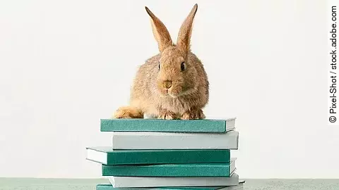 Kaninchen auf Büchern