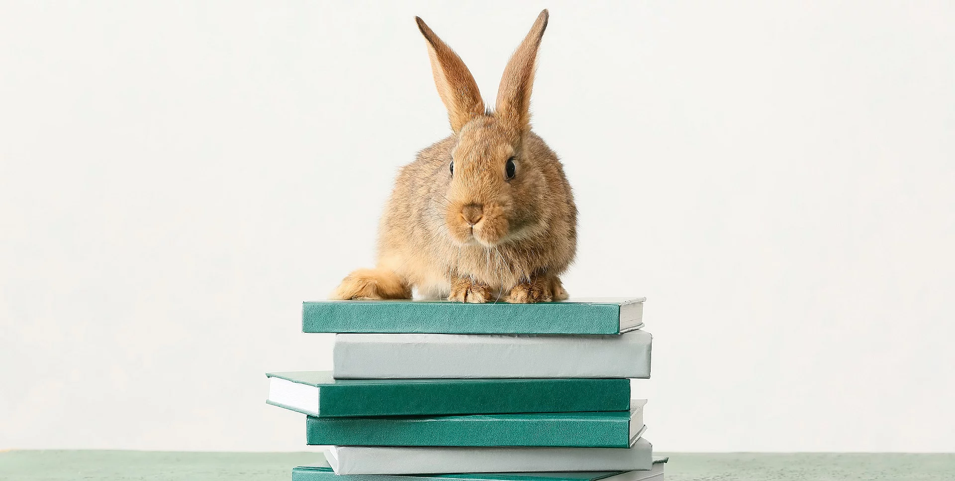 Kaninchen auf Büchern