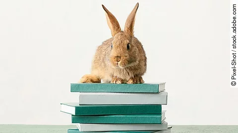 Kaninchen auf Büchern