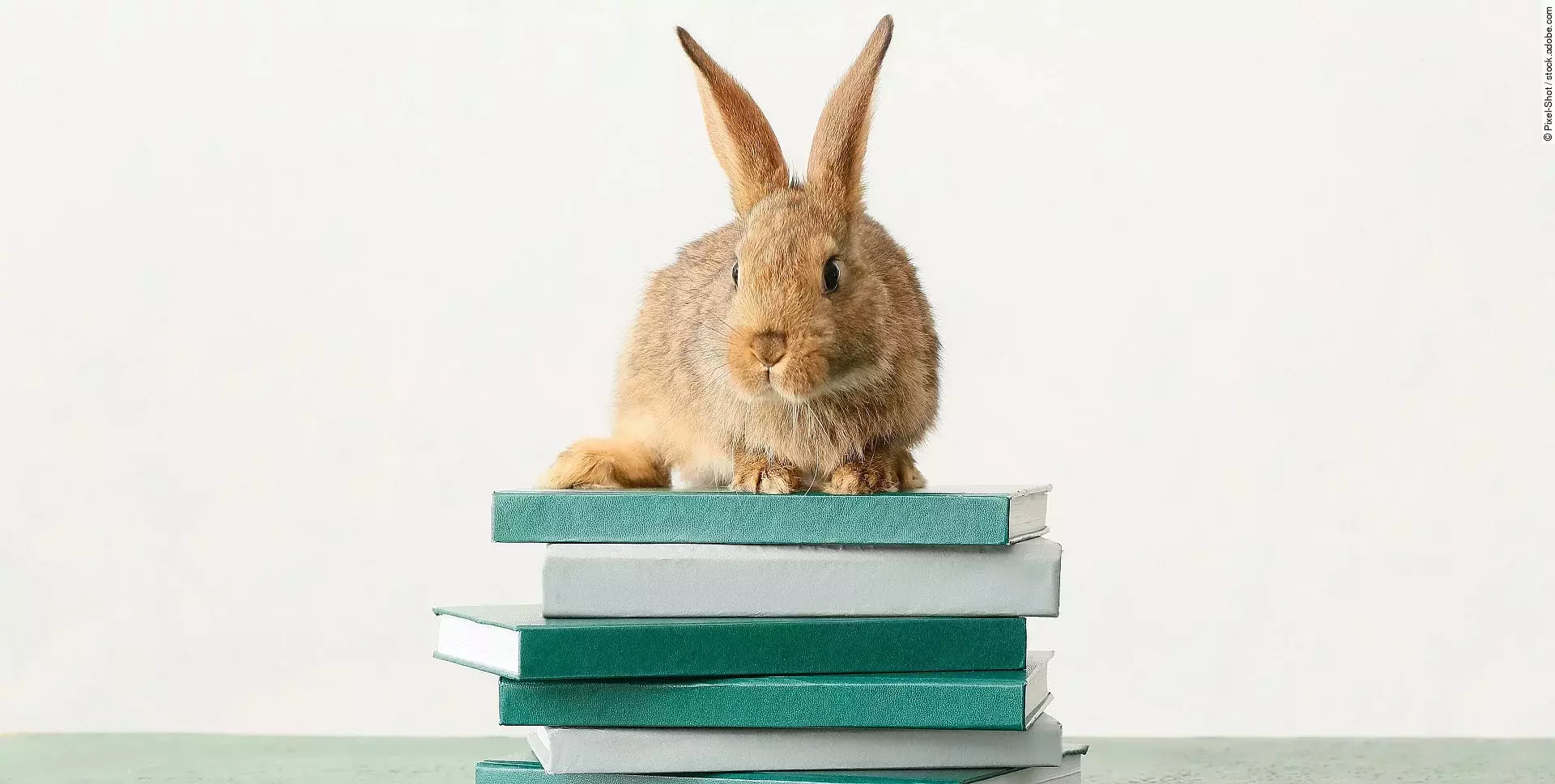 Kaninchen auf Büchern