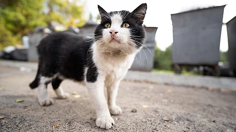 Bild einer Straßenkatze